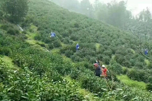 水墨汀溪之汀溪蘭香，科技帶動茶産業發展